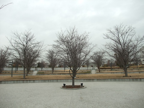 パナソニックさくら広場（門真）−桜と建築のコラボレーション